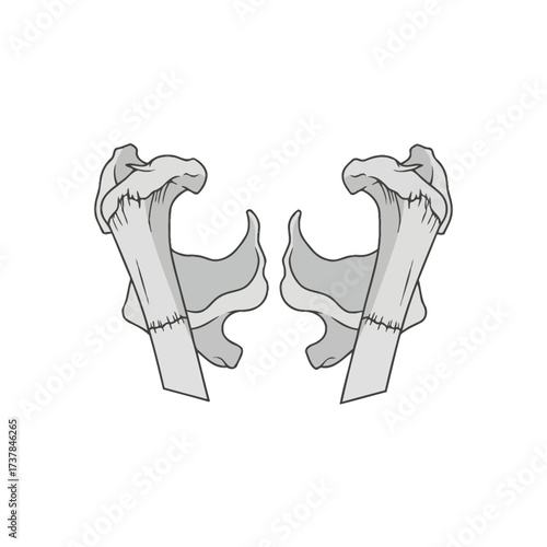Detailed vector illustration showcasing human parietal bones on white