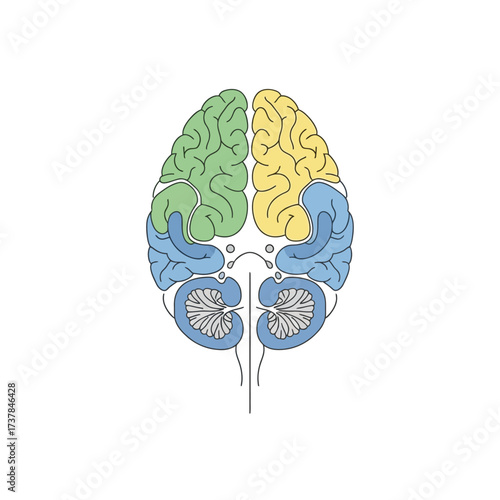 Human Brain Anatomy Vector Illustration on White Background Detailed