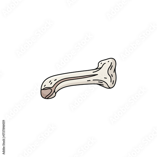 Detailed lacrimal bone illustration on a clean white backdrop design
