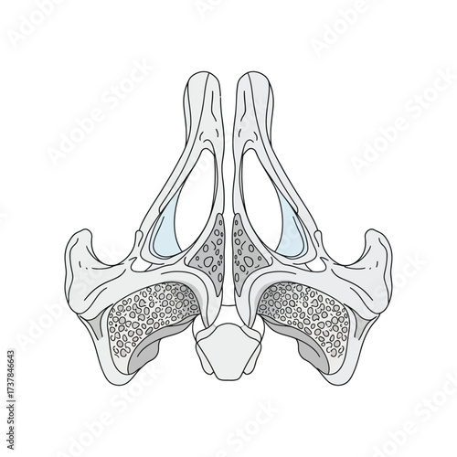 Detailed Anatomical Illustration: Frontal View of the Human Ethmoid Bone Structure