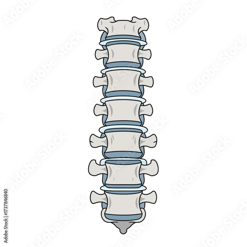 Flat vector illustration depicting human lumbar vertebrae anatomy on white