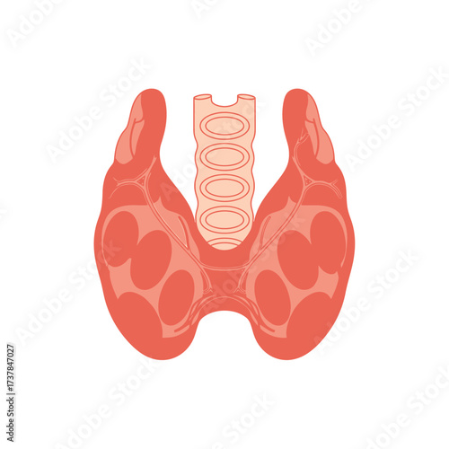 Flat vector illustration depicting detailed anatomy of the human thyroid gland