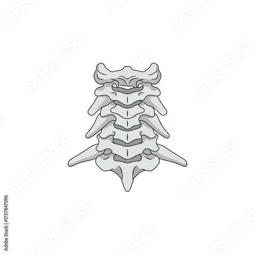 Detailed flat vector illustration of Human Cervical ribs on white canvas