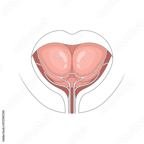 Flat vector illustration displaying the human sublingual glands anatomy