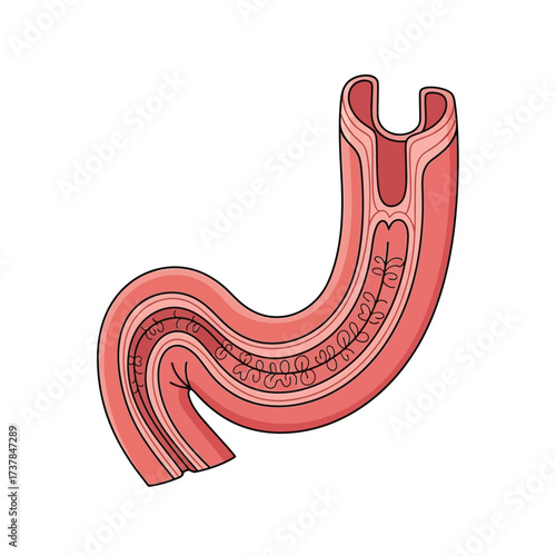 Human esophagus anatomical structure vector illustration on white backdrop