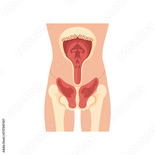 Anatomical depiction of the female pelvis area illustrating internal organs