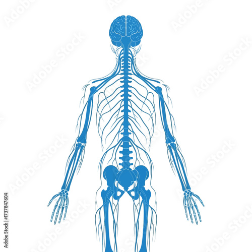 Detailed blue illustration of the human nervous system on white backdrop