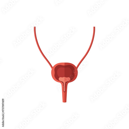 Detailed anatomical illustration of the human bladder on a white background