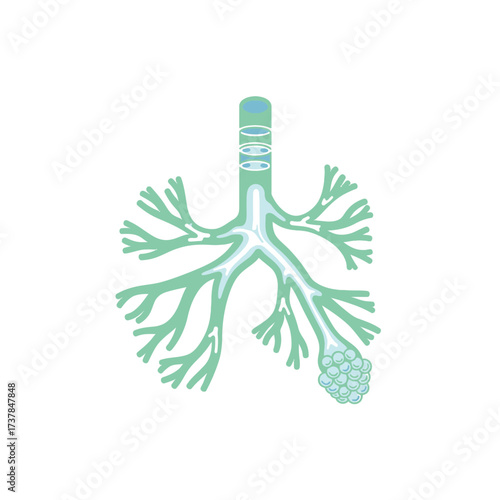 Detailed flat vector illustration depicting human bronchioles anatomy