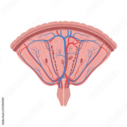 Detailed flat vector illustration of the human mesentery on white background