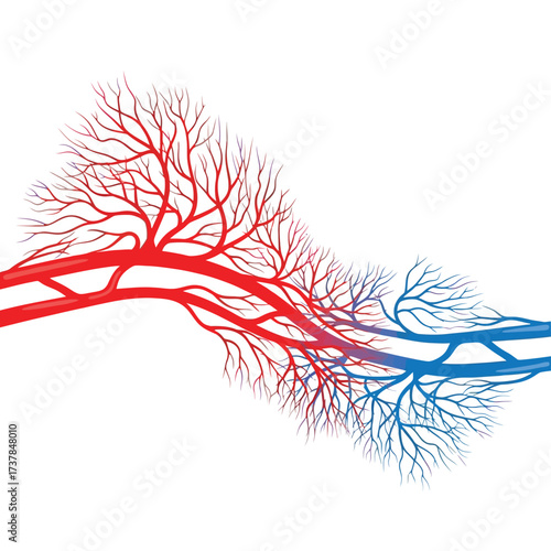 Detailed vector illustration showcasing the interconnected human capillaries