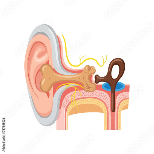 Detailed vector illustration showcasing the anatomy of the human middle ear