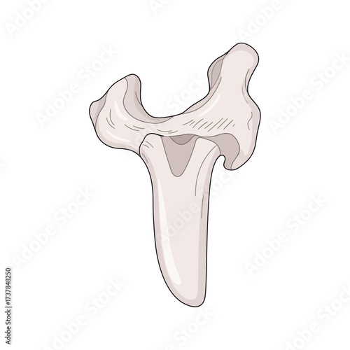 Detailed vector illustration of human zygomatic bone anatomy on white backdrop