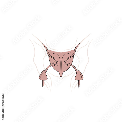 Detailed Anatomical Illustration: Human Bulbourethral Glands Structure