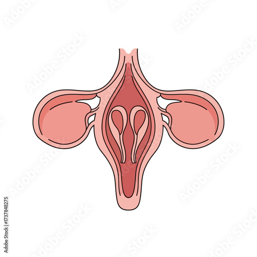 Diagrammatic illustration of a female reproductive system section view