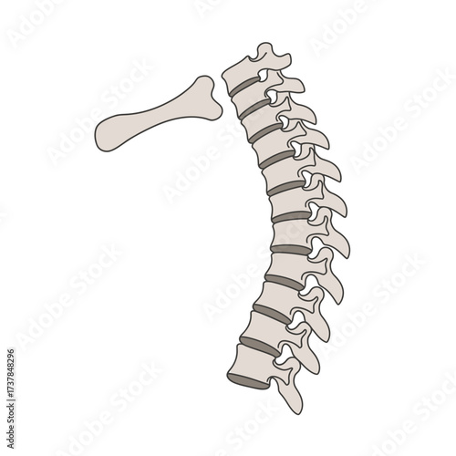 Detailed anatomical illustration of the human thoracic vertebrae spine
