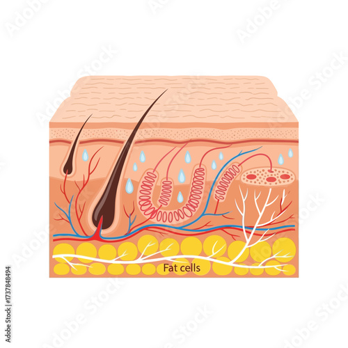 Detailed flat vector illustration depicting a cross-section of human skin