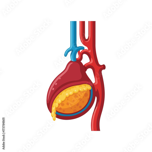 Detailed Flat Vector Illustration of the Human Gallbladder Anatomy