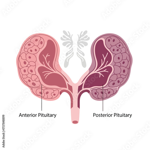 Detailed Flat Vector Illustration of the Human Pituitary Gland Anatomy