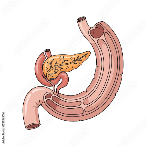 Stylized vector illustration showcasing human duodenum anatomy on white field