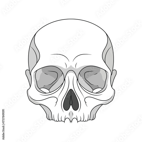 Human Skull Detailed Outline Anatomy Illustration on White Background