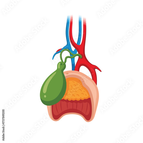 Detailed flat vector illustration displaying the human gallbladder anatomy