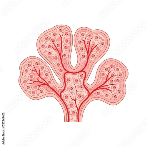Detailed vector illustration depicting the intricate structure of human Choroid Plexus