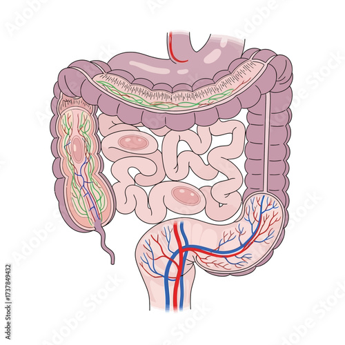Detailed vector illustration of the human jejunum anatomical structure
