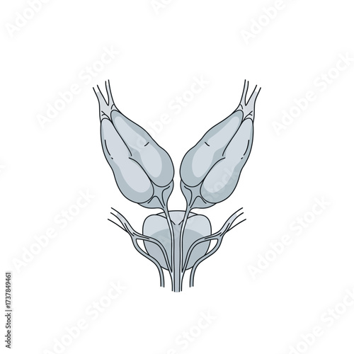 Detailed Flat Vector Illustration Showing the Human Seminal Vesicles Anatomy