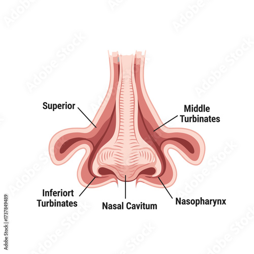 Illustration of Human Nasal Cavity, Showing Turbinates and Nasopharynx, Anatomical Structure