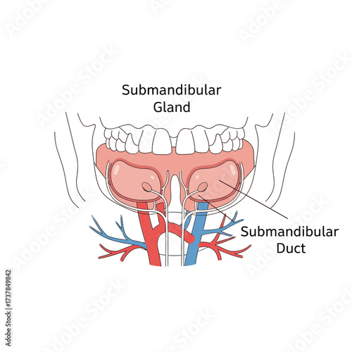 Detailed anatomical illustration of human submandibular glands and surrounding structures