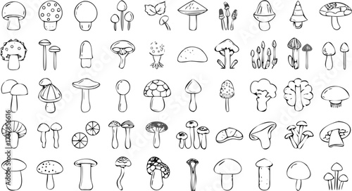 Illustration showcasing a variety of hand drawn mushrooms in black and white outlines on a white background
