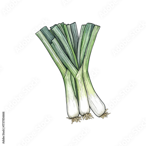leek hand drawn illustration