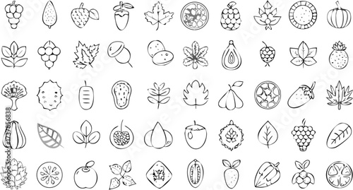 Illustration of various fruits and leaves in outline style including grapes, fig, acorn, and maple leaf
