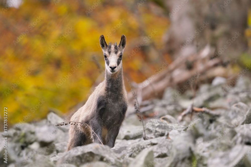Obraz premium A chamois stans on a rubble field and looks at the camera. Wildlife scene with a chamois. Rupicapra rupicapra. Animal from Alp. 
