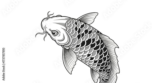 Monochromatic koi carp artwork gracefully swimming on a stark white background art nouveau