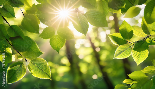 Sunlight Streams Through A Canopy Of Green Leaves In A Sunlit Forest Creating A Soft Focus Abstract Background Inspired By Natural Art