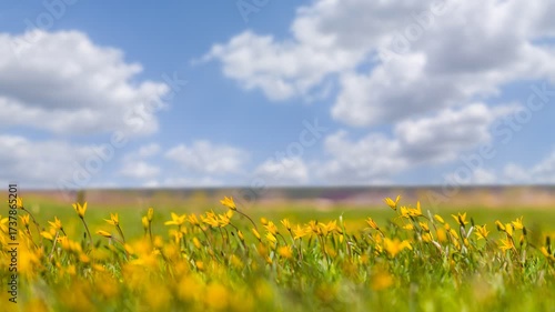  green prairie covered by yellow wild tulip flowers, beautiful spring outdoor scne time lapse scene