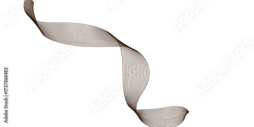 white calla lily isolated