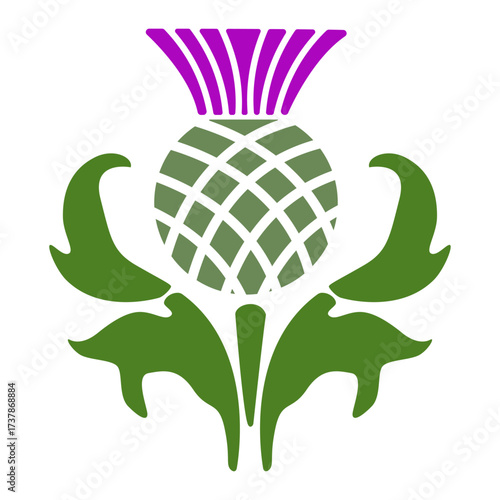 National holiday in Scotland. Thistle. Thistle is national flower of Scotland. Vector illustration