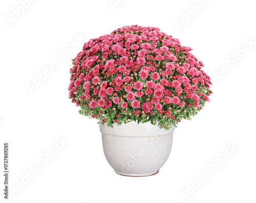 Large autumn chrysanthemum in a flowerpot