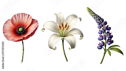 Elegant floral arrangement featuring poppy lily and lupine against white background
