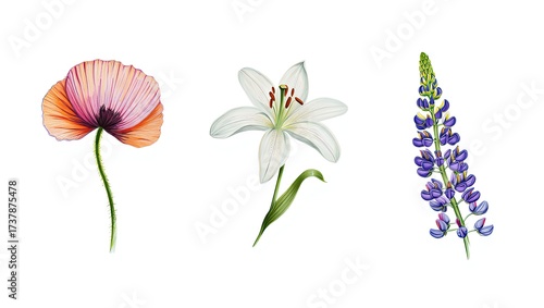 Watercolor Illustration of Poppy Lily and Lupine Flowers on White Background