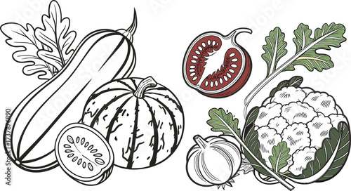 Artistic Vegetable Drawing Featuring Tomato Cauliflower Pumpkin and Squash