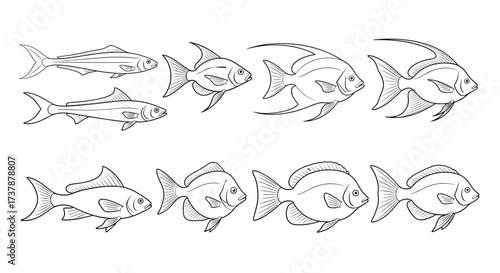 A collection of stylized line drawings depicting a variety of fish species in different sizes and shapes.