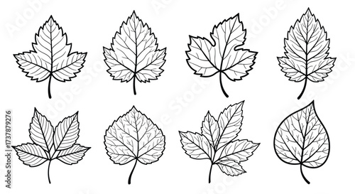 A collection of various distinct types of leaves each showcasing unique shapes and detailed vein patterns.