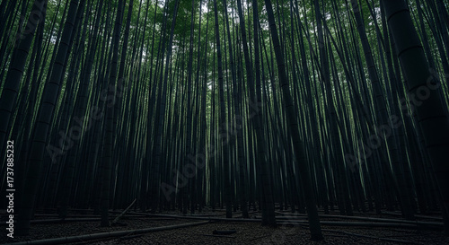 Experience the serene beauty of a towering bamboo forest with sunlight filtering through lush green canopies, creating a peaceful natural escape.