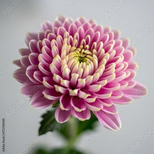 Close-up of a vibrant pink chrysanthemum flower showcasing intricate petal details against a soft backdrop