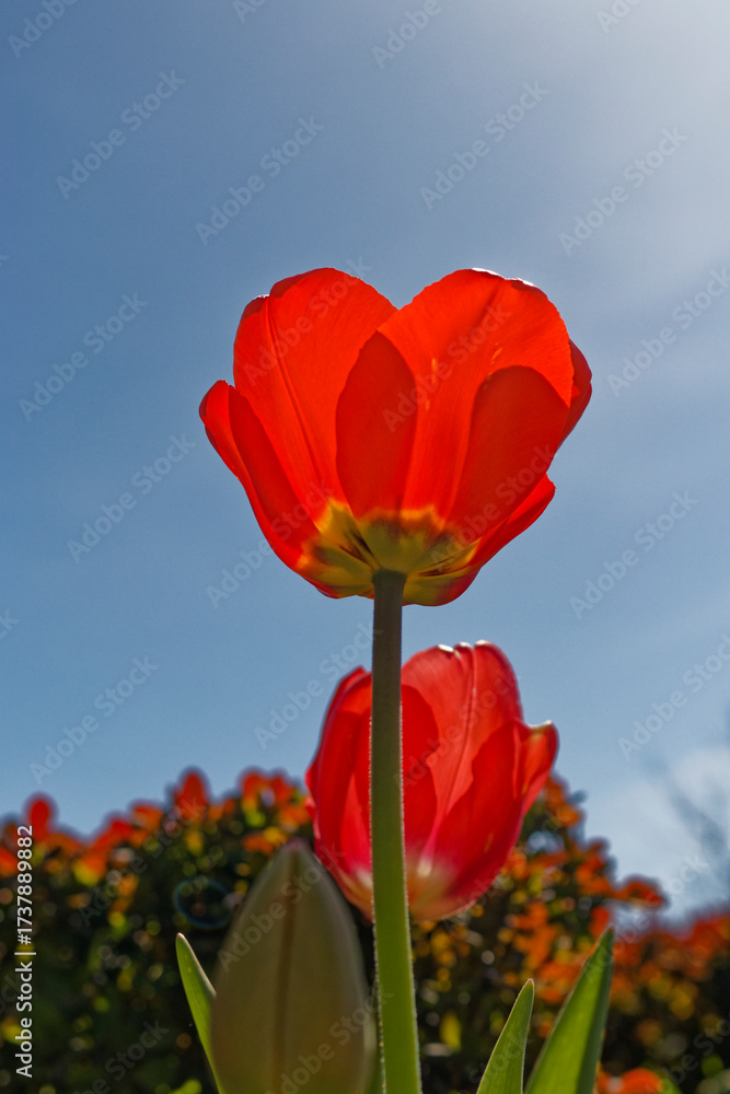 Naklejka premium Red Tulip with Blurred Flower Bed and Sky Background