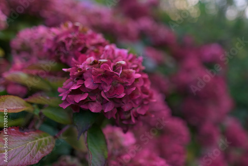 Magnifiques boules d'hortensias en automne